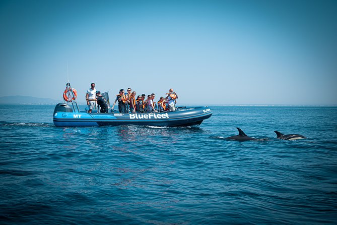 DOLPHIN WATCHING IN LAGOS