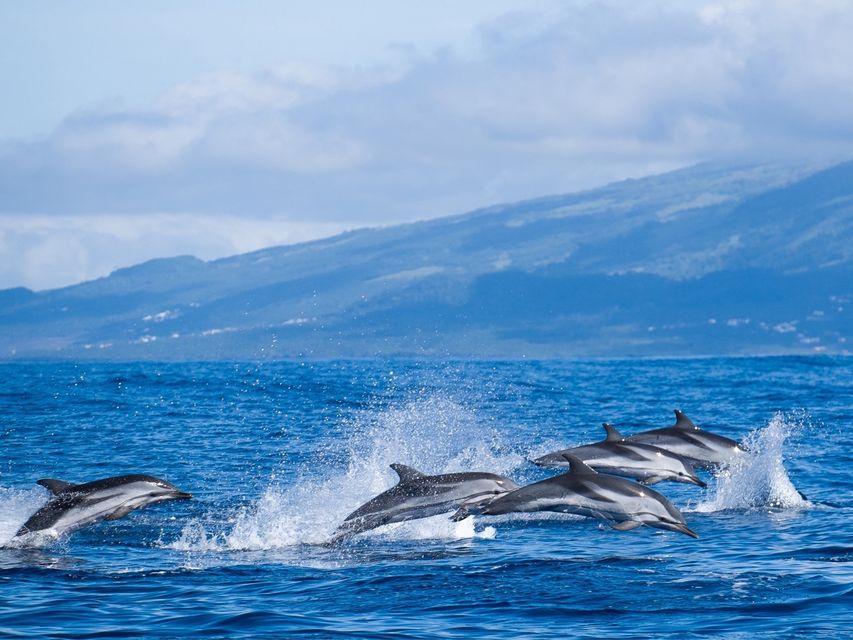 DOLPHIN WATCHING IN AZORES